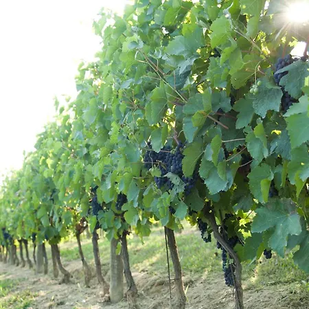 Bric Del Vento, Short Term Affittacamere Soglio